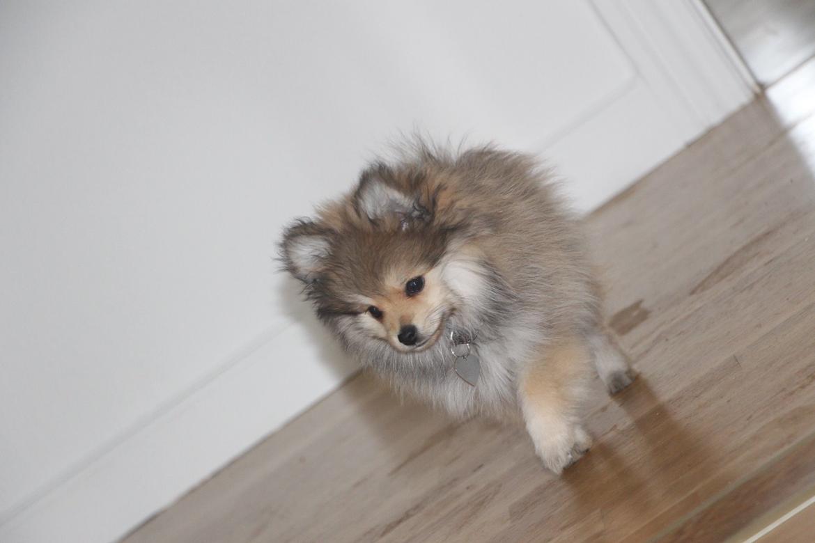 Pomeranian Noma billede 5