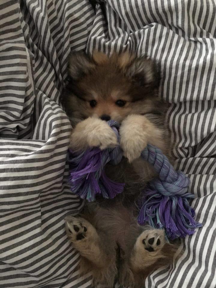 Pomeranian Noma - Mine tænder klør :) billede 7