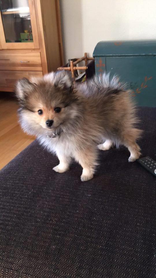 Pomeranian Noma billede 8