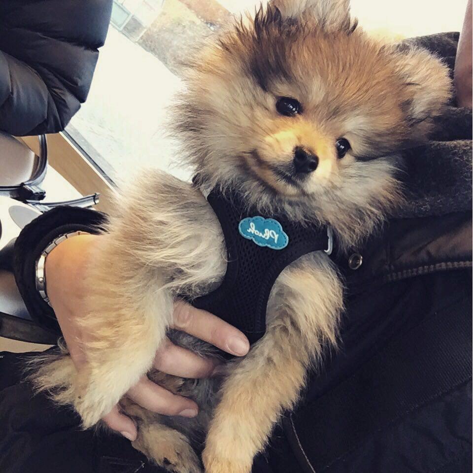 Pomeranian Noma billede 9