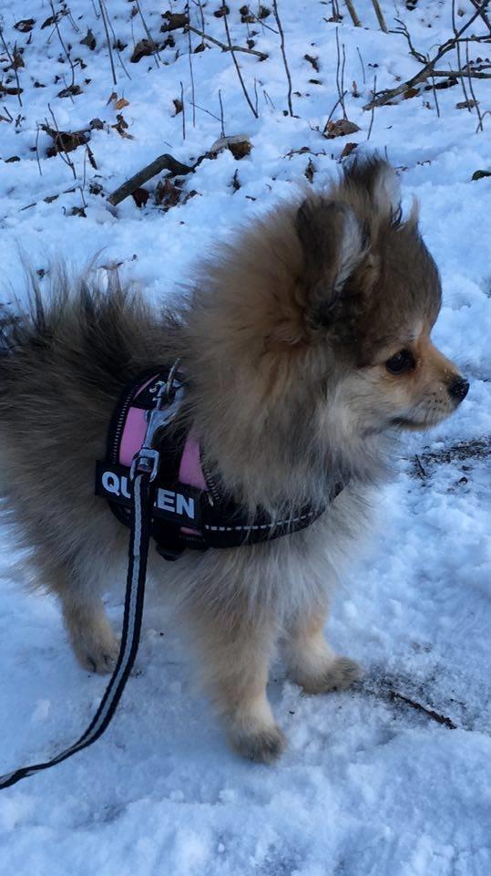 Pomeranian Noma - Vi øver os i at gå i sele.  billede 10