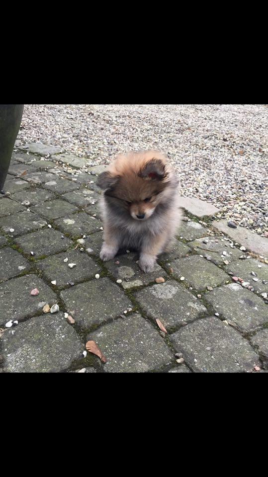 Pomeranian Noma billede 11