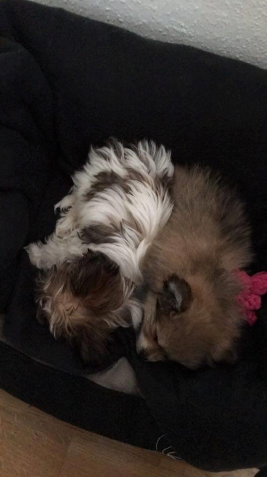 Pomeranian Noma - Ligger og putter med min bedste ven.  billede 12