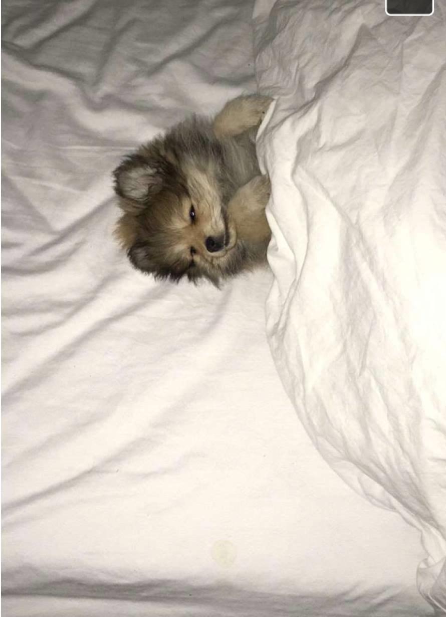 Pomeranian Noma - Zzz  billede 15