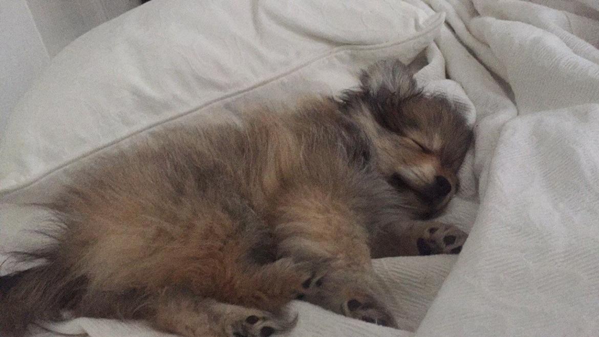 Pomeranian Noma - Det er altid rart med en lille lur billede 14