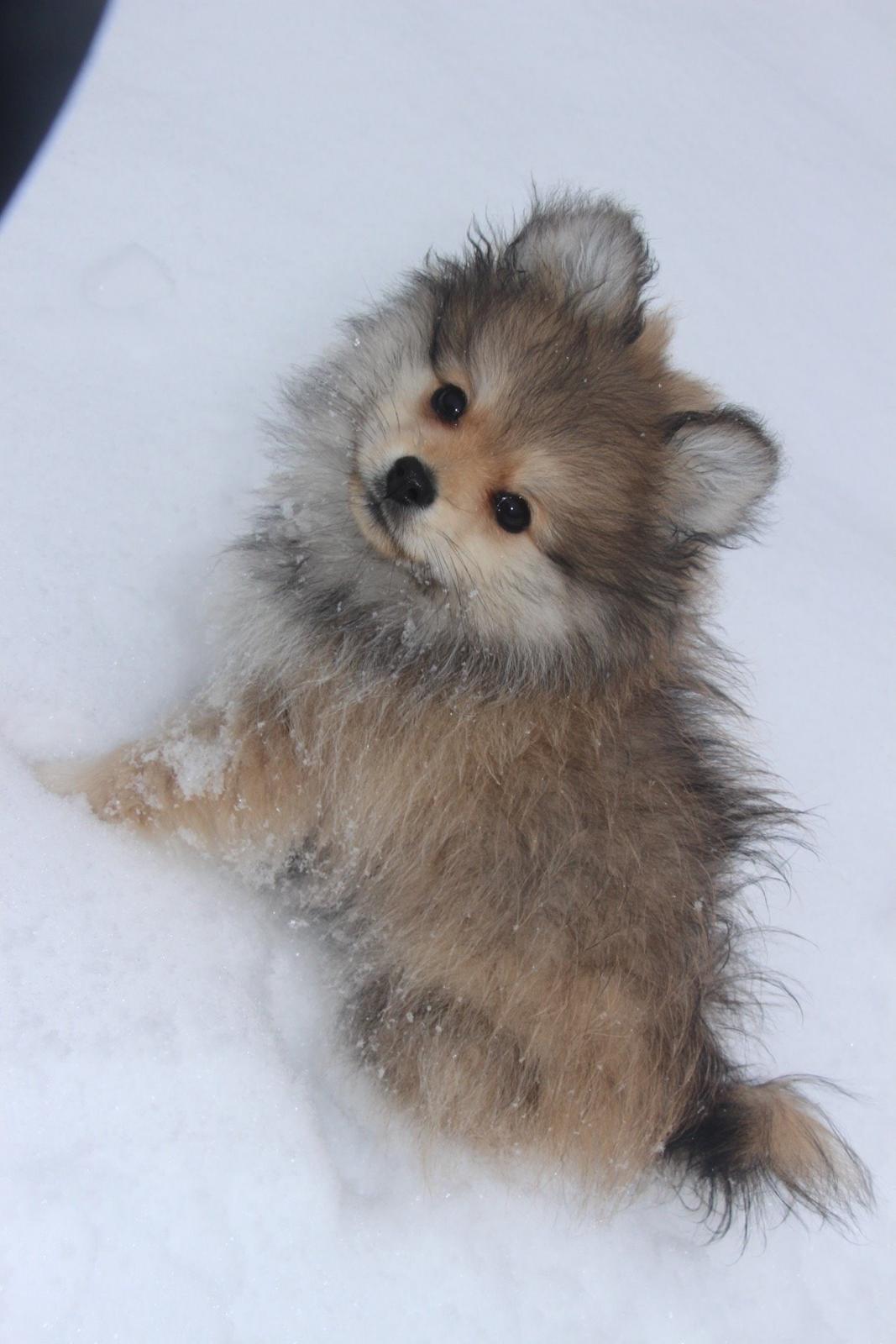 Pomeranian Noma billede 3