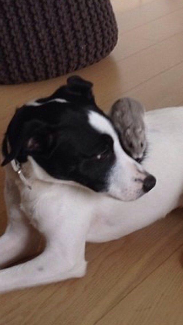 Dansk svensk gaardhund Bella billede 1