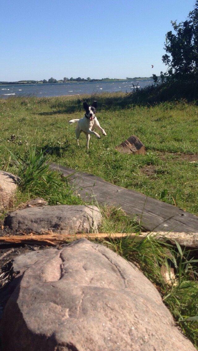 Dansk svensk gaardhund Bella billede 3