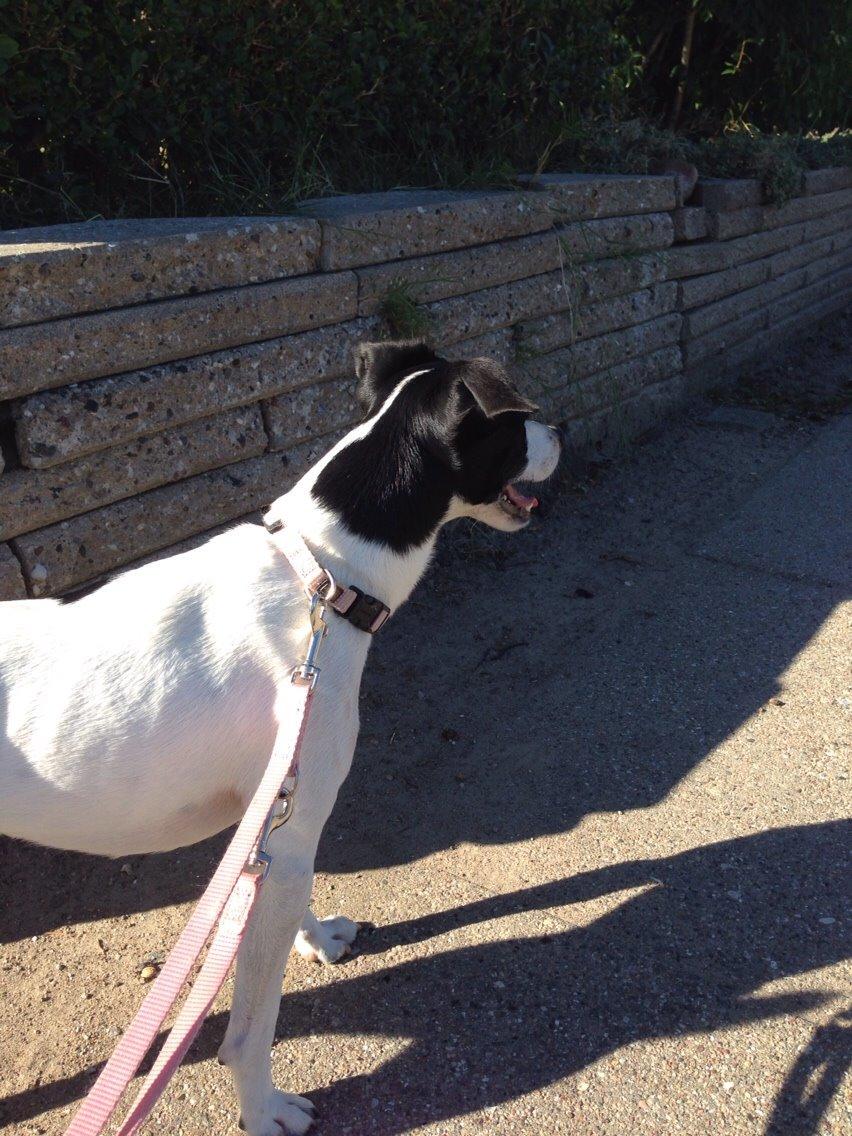 Dansk svensk gaardhund Bella billede 2