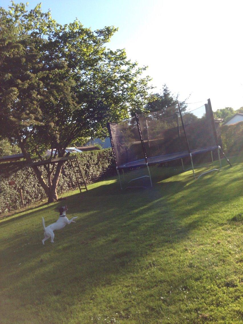 Dansk svensk gaardhund Bella billede 4