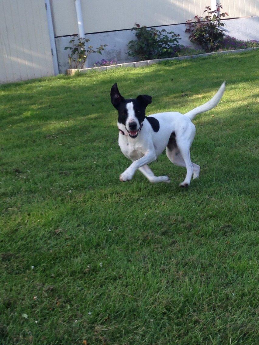 Dansk svensk gaardhund Bella billede 5