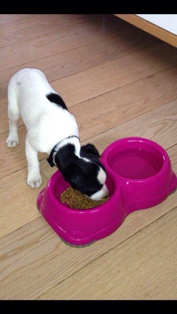 Dansk svensk gaardhund Bella billede 6