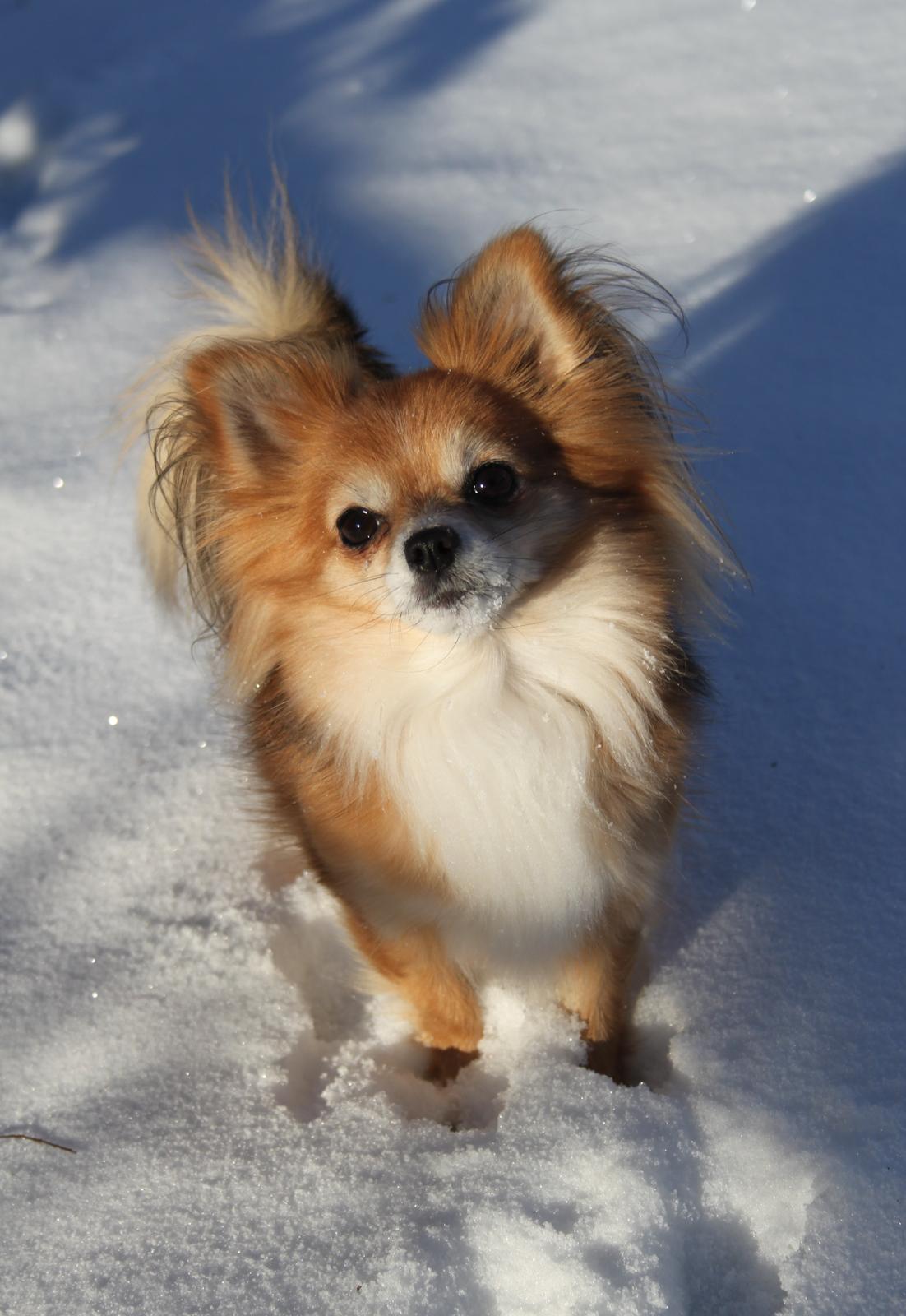 Blanding af racer Luna - januar 2016<3 billede 33