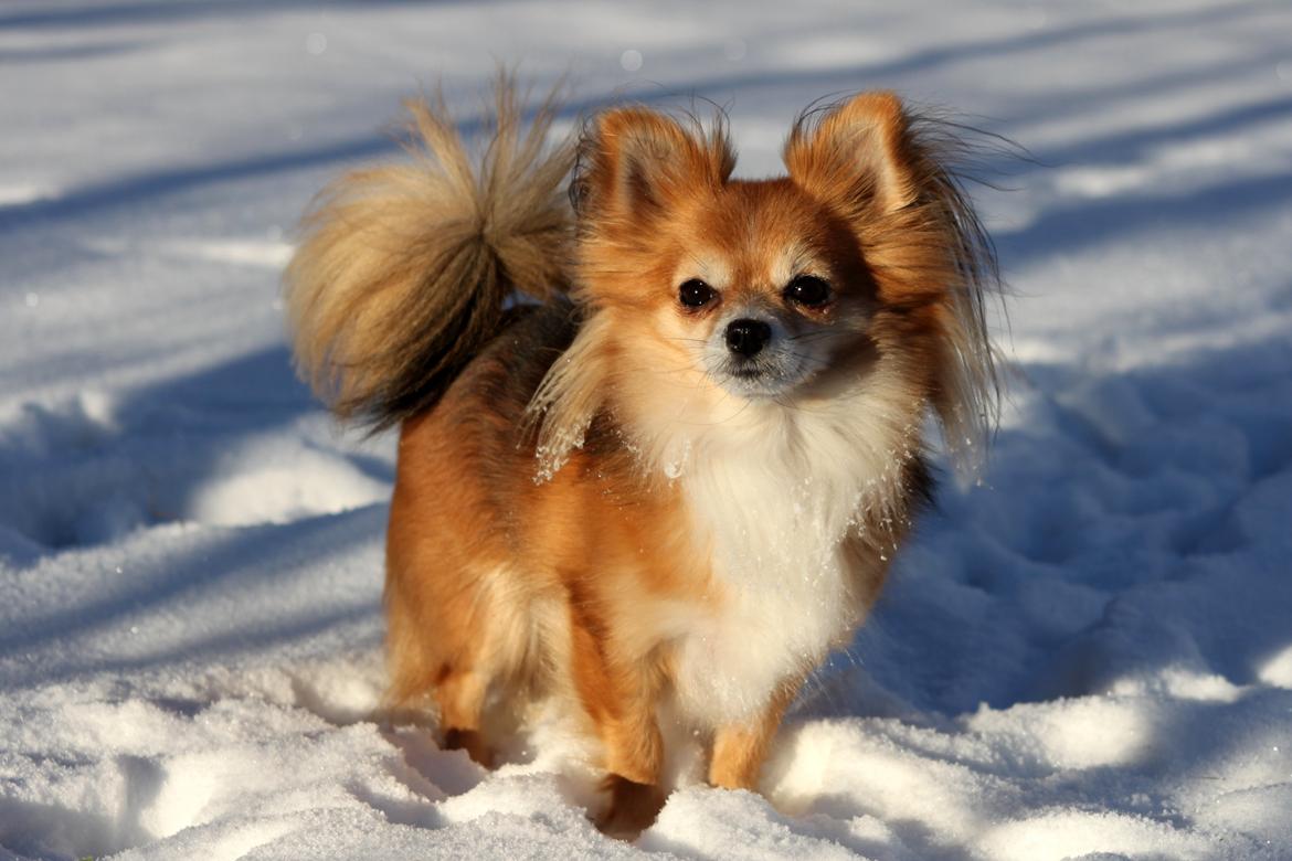 Blanding af racer Luna - januar 2016<3 billede 8