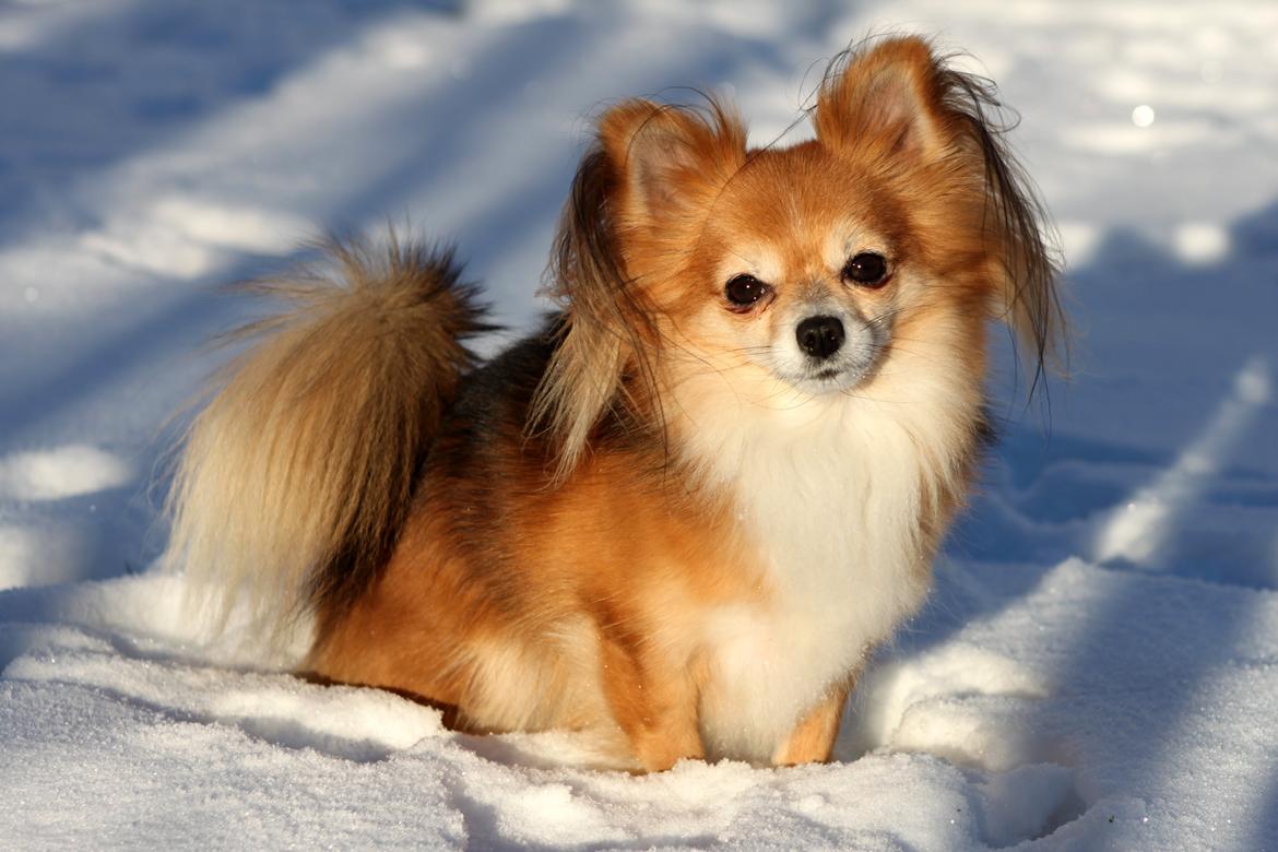 Blanding af racer Luna - januar 2016<3 billede 29