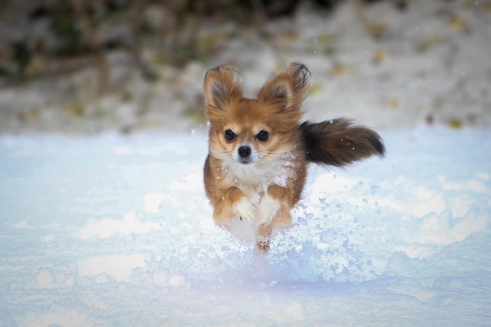 Blanding af racer Luna - første sne vinteren 15/16 billede 1