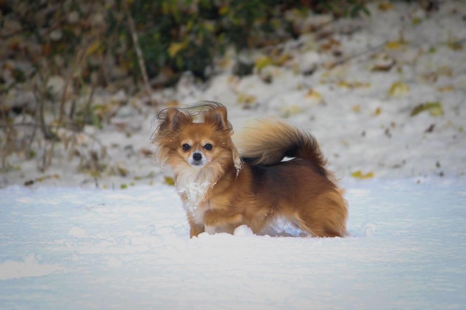 Blanding af racer Luna - <3 billede 17