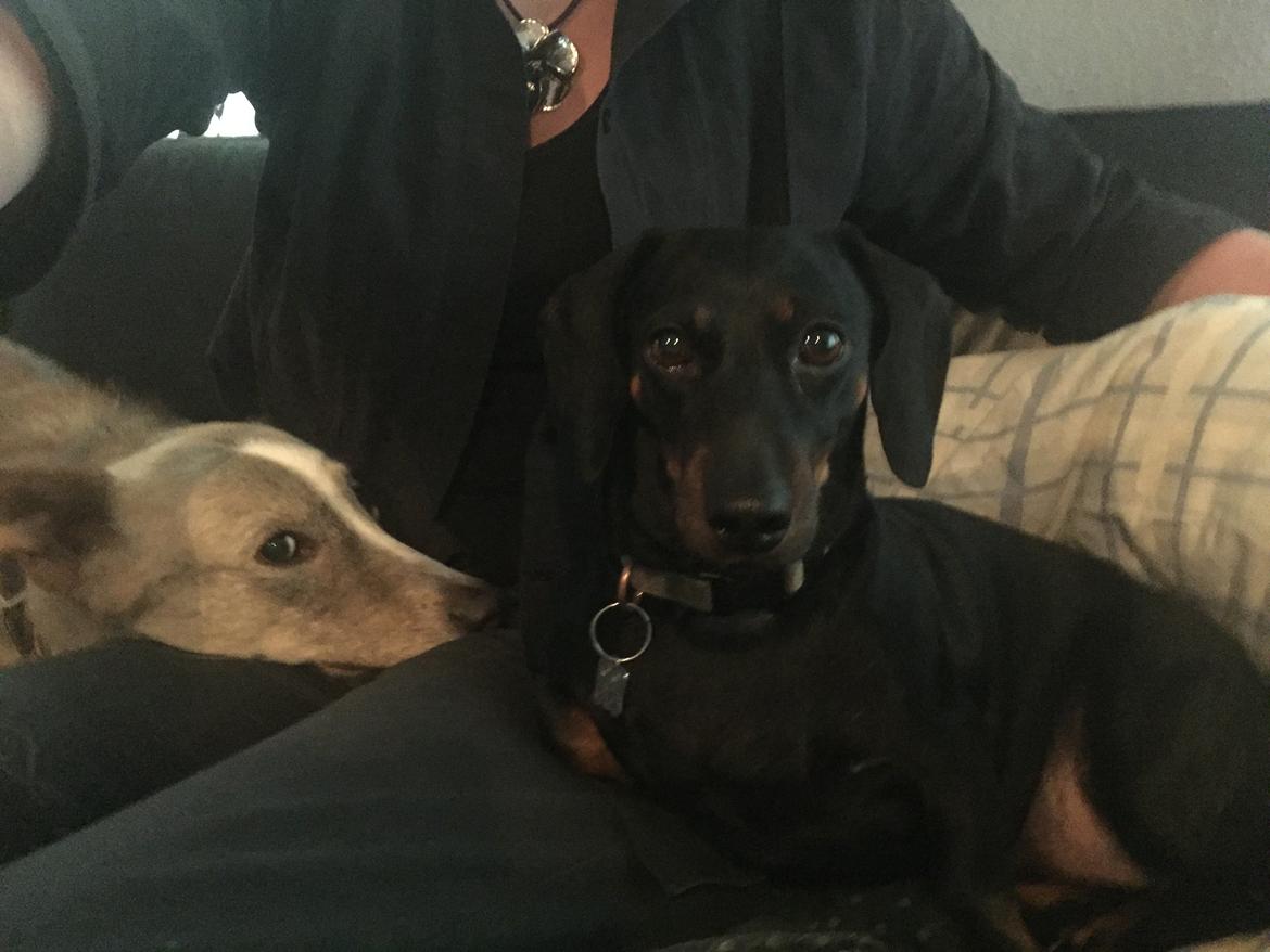 Gravhund Silje billede 4