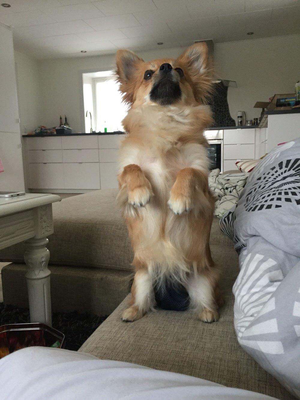 Blanding af racer Aya billede 19