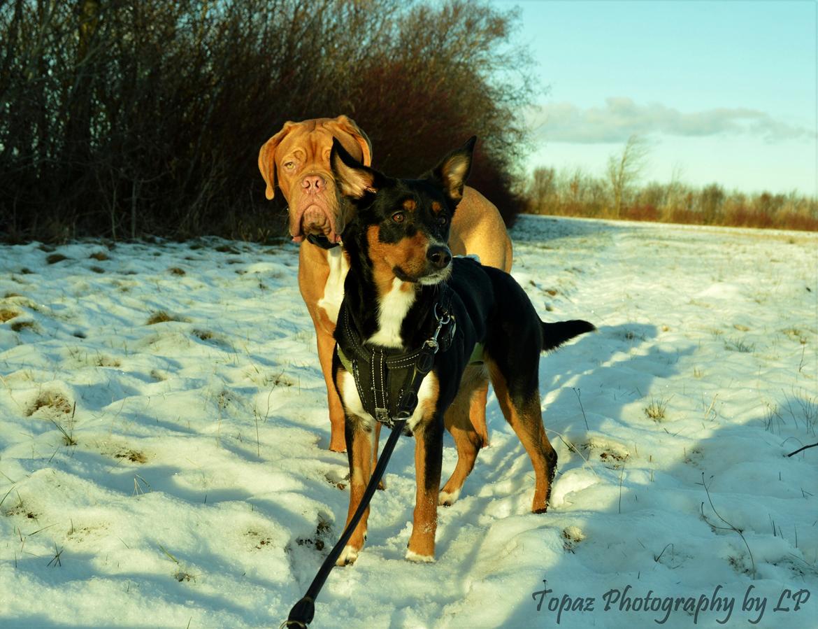 Blanding af racer Emma - Januar 2016, lige blevet steriliseret så ingen fri løb til Emma, hvilket hun ikke var heeeelt tilfreds med :-D billede 17