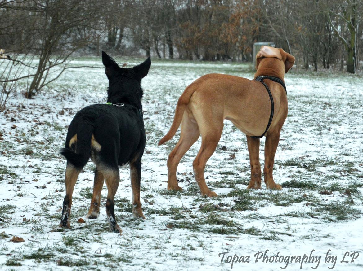 Blanding af racer Emma - Januar 2016, har lige fået øje på et par hunde :-) billede 15