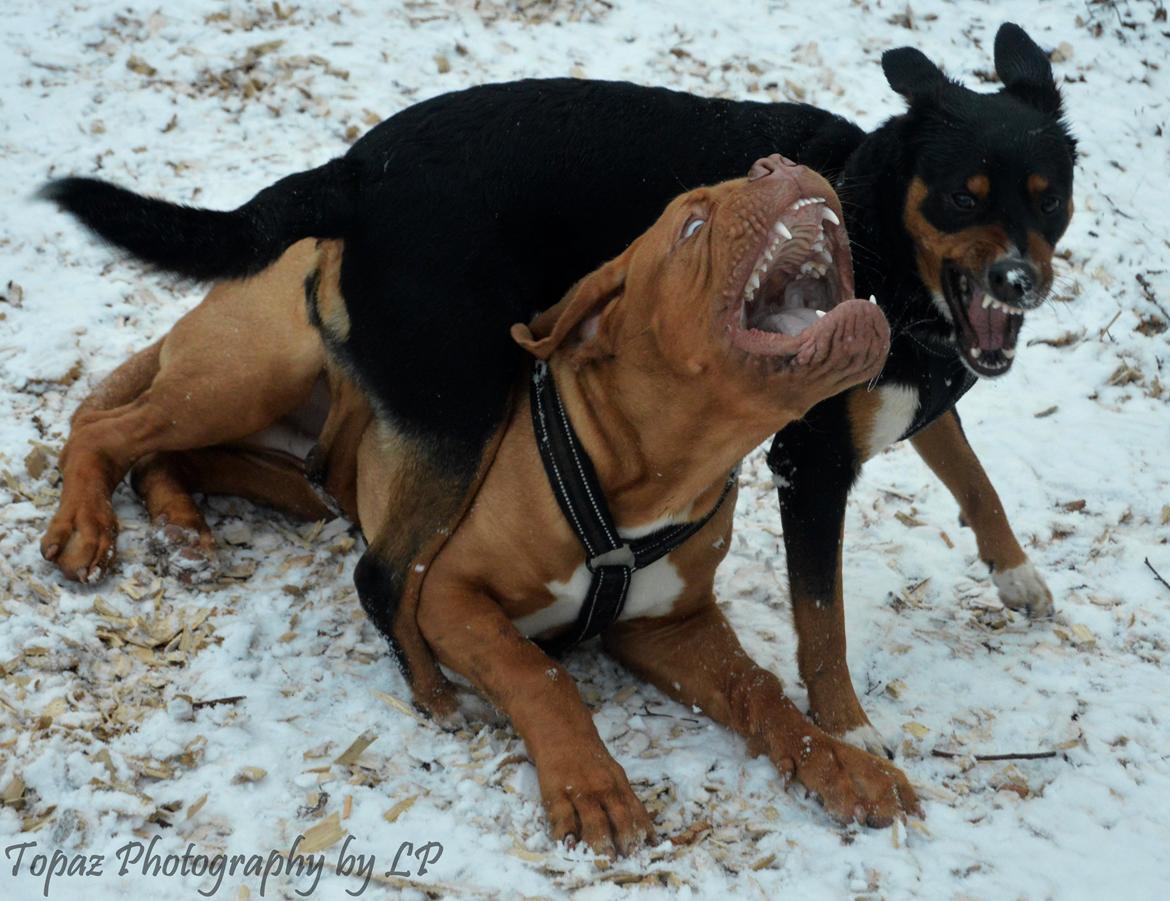 Blanding af racer Emma - Januar 2016, at se farlig ud for en tier :-) billede 18