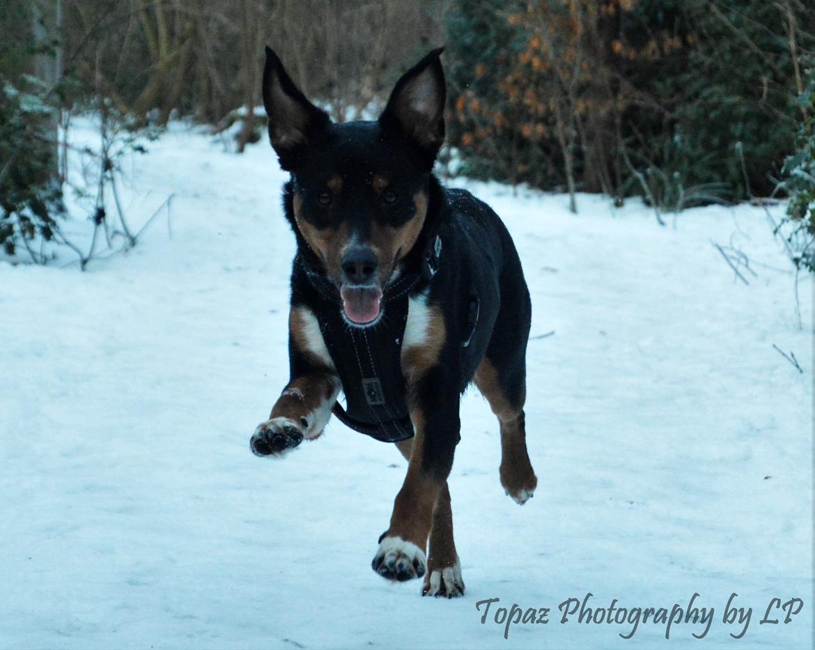 Blanding af racer Emma - Januar 2016, første dag fri efter sterilisering. "Kommer nu moar" :-D billede 16