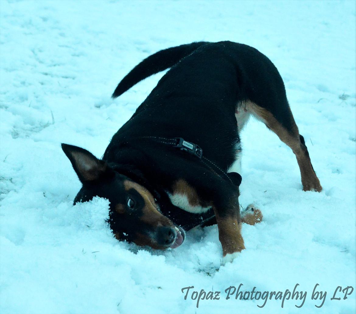 Blanding af racer Emma - Januar 2016, første dag hun var fri efter hun var blevet steriliseret, i guder hvor hun nød at kunne rulle sig i sneen igen! :-). :-) billede 11