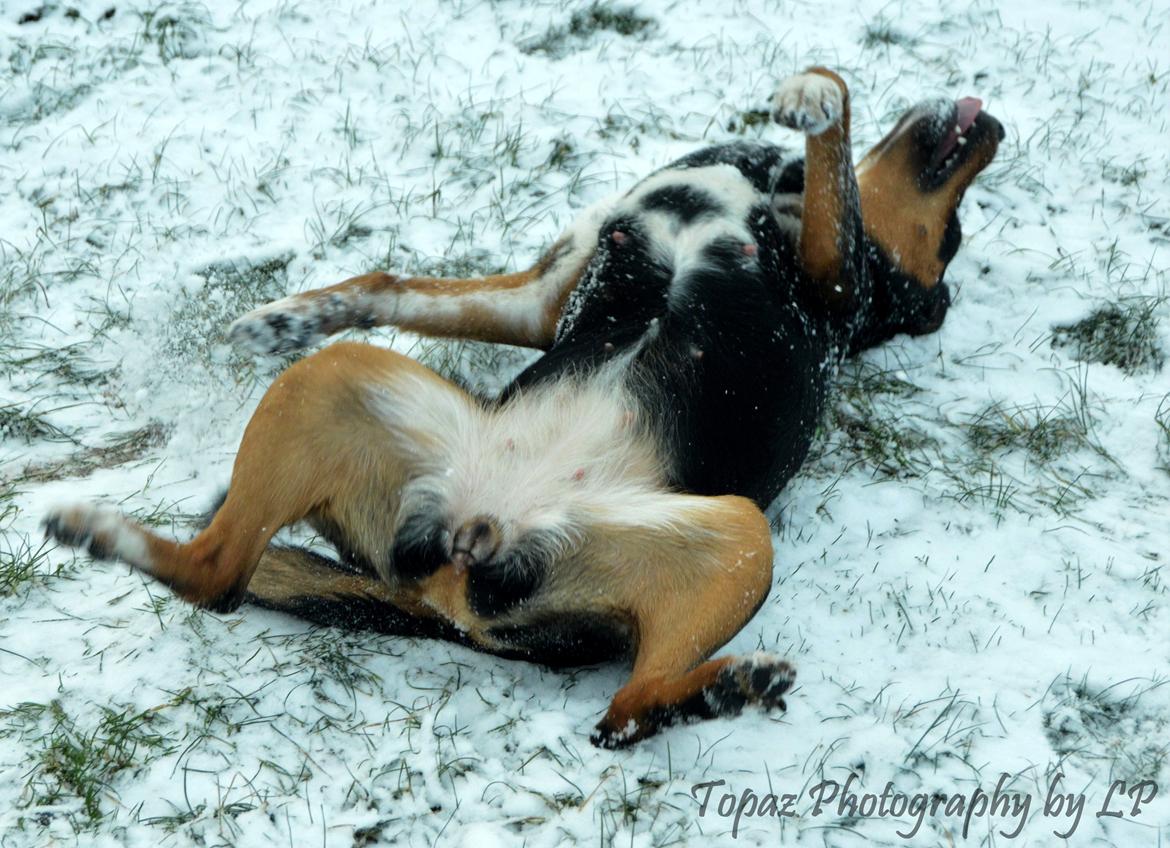 Blanding af racer Emma - Januar 2016, hun ELSKER at rulle sig i sne :-) billede 8