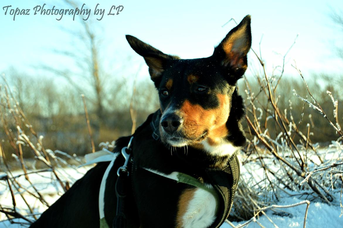 Blanding af racer Emma - Januar 2016, der bliver tænkt. billede 9