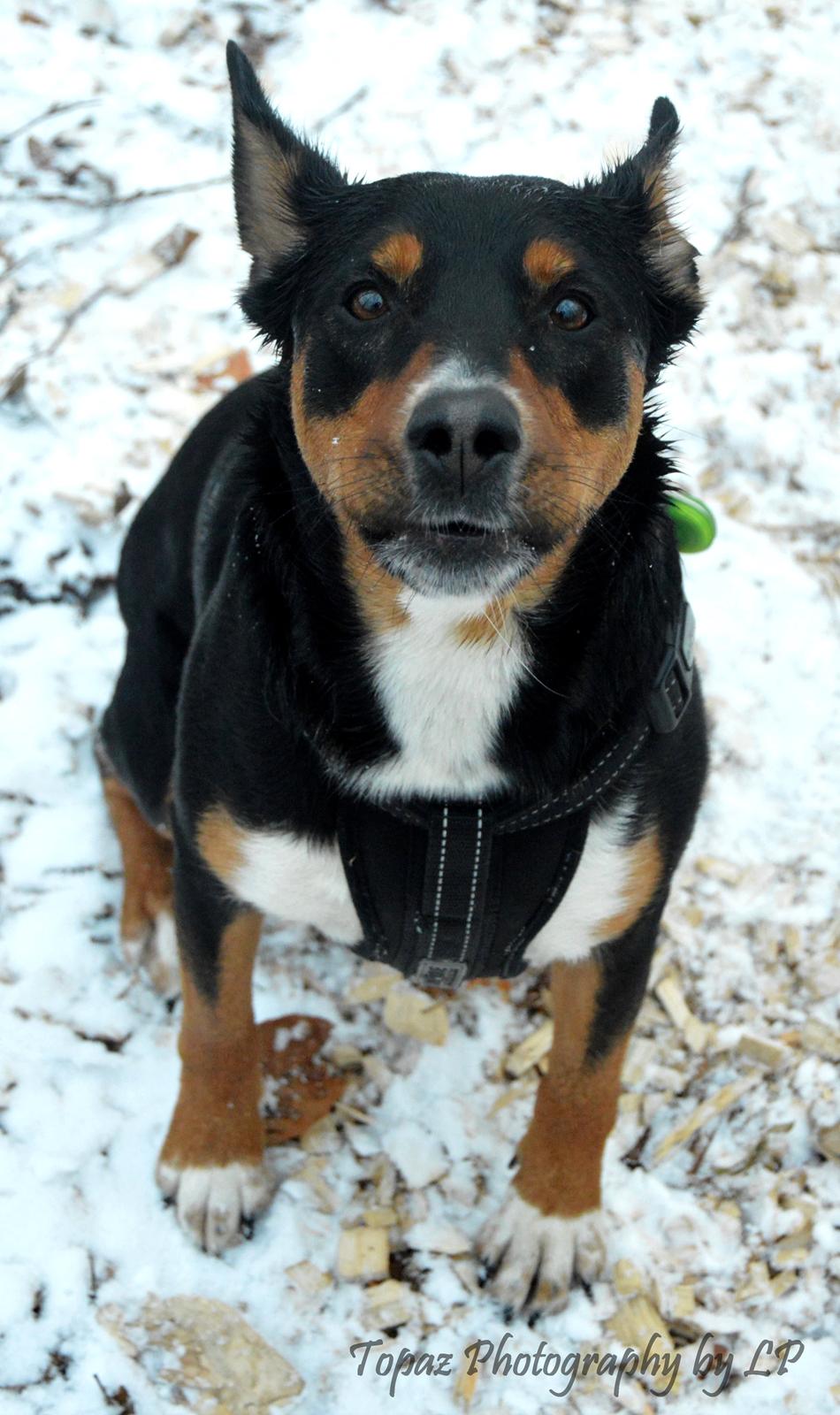 Blanding af racer Emma - Januar 2016, "så kast dog den pind istedet for at stå der og vift med den!?" :-D billede 12