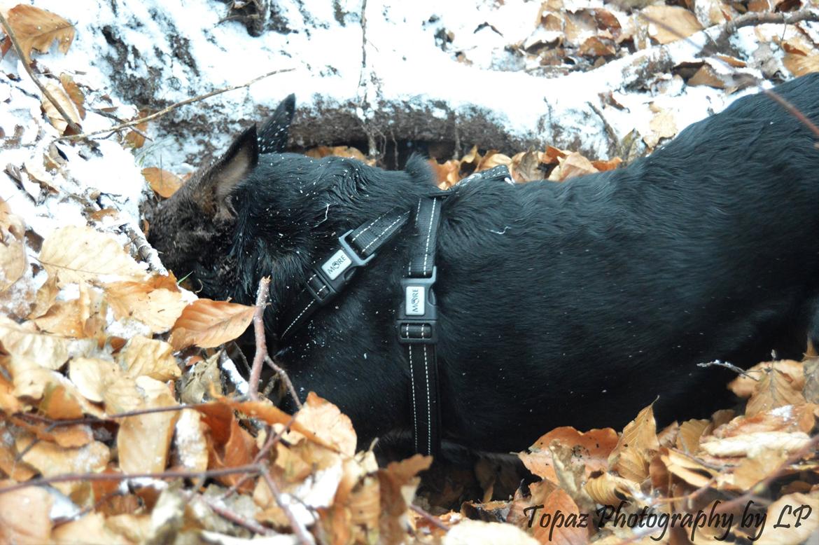 Blanding af racer Emma - Januar 2016, "jeg kan lugte du er her lille mus, jeg skal nok finde dig" :-D billede 13