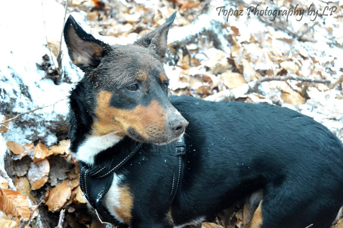 Blanding af racer Emma - Januar 2016, pause fra musesøgning, godt med jord over det hele :-) billede 14