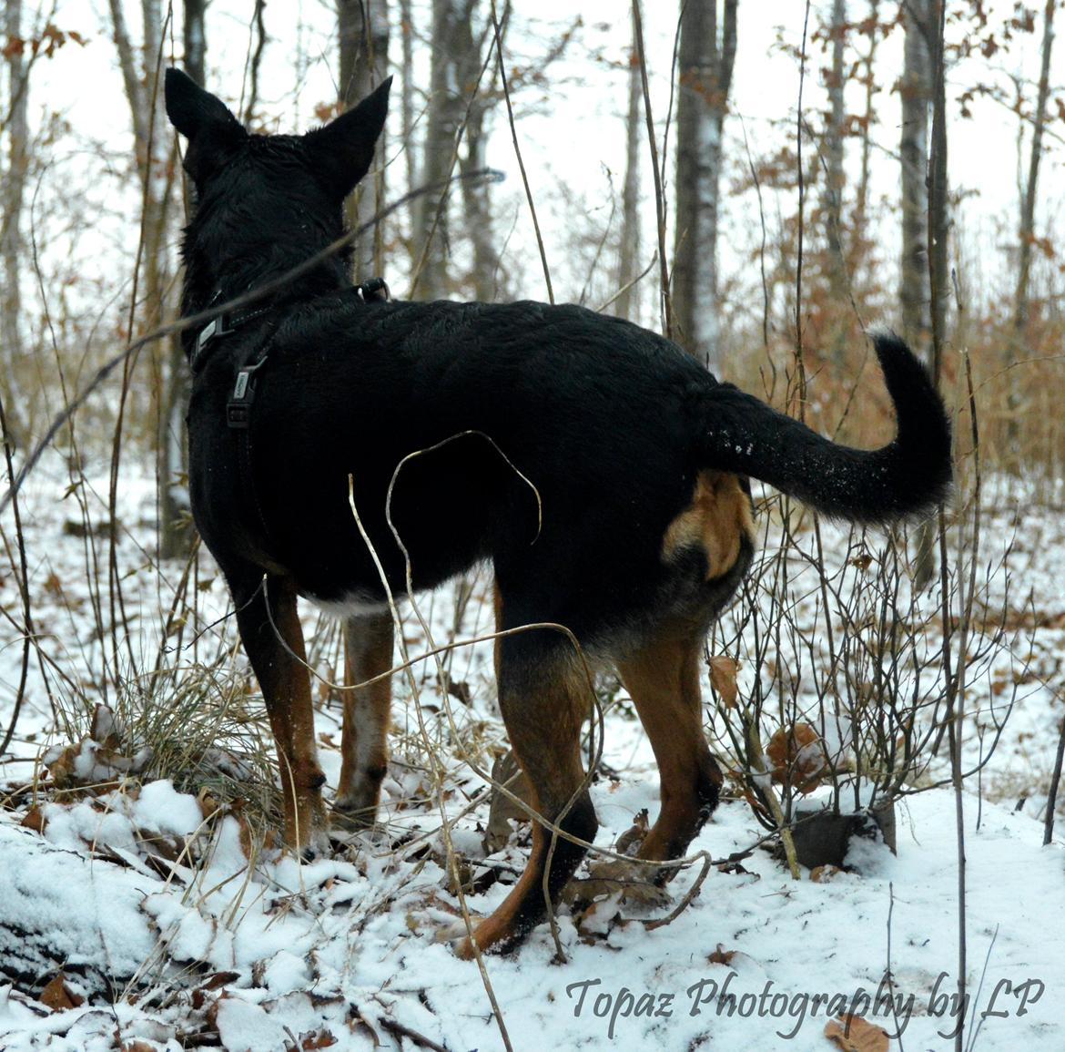 Blanding af racer Emma - Januar 2016, "hvad var det?"  billede 10