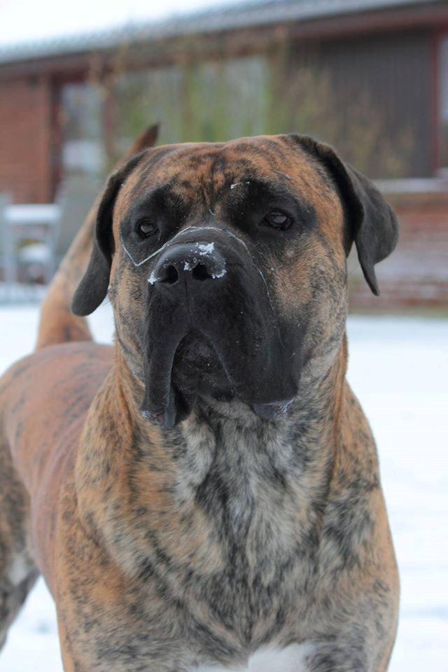 Dogo canario Fuerza bull ARIKO - Lige godt 55 kg og 1½ år gammel billede 1
