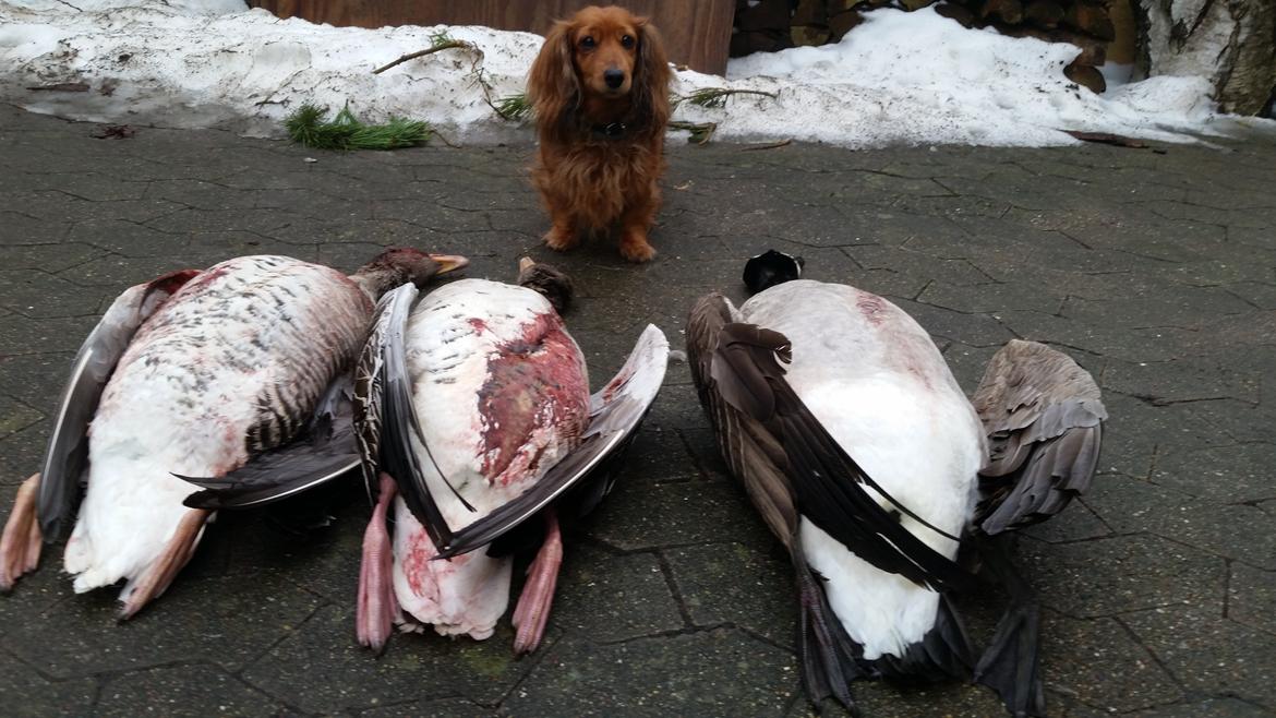 Dværggravhund Lucia *Min mors*RIP billede 7