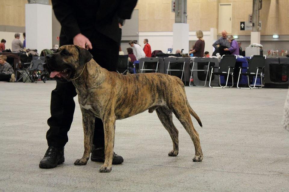 Dogo canario Fuerza bull ARIKO - Herning 2015. DK junior vinder. billede 8