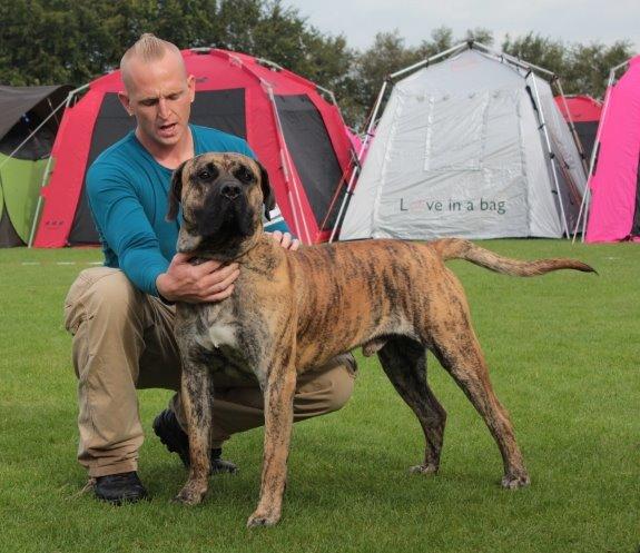 Dogo canario Fuerza bull ARIKO - Hillerød 2015. Københavns junior vinder. billede 9