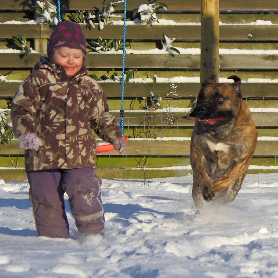 Dogo canario Fuerza bull ARIKO - Bedste venner billede 10