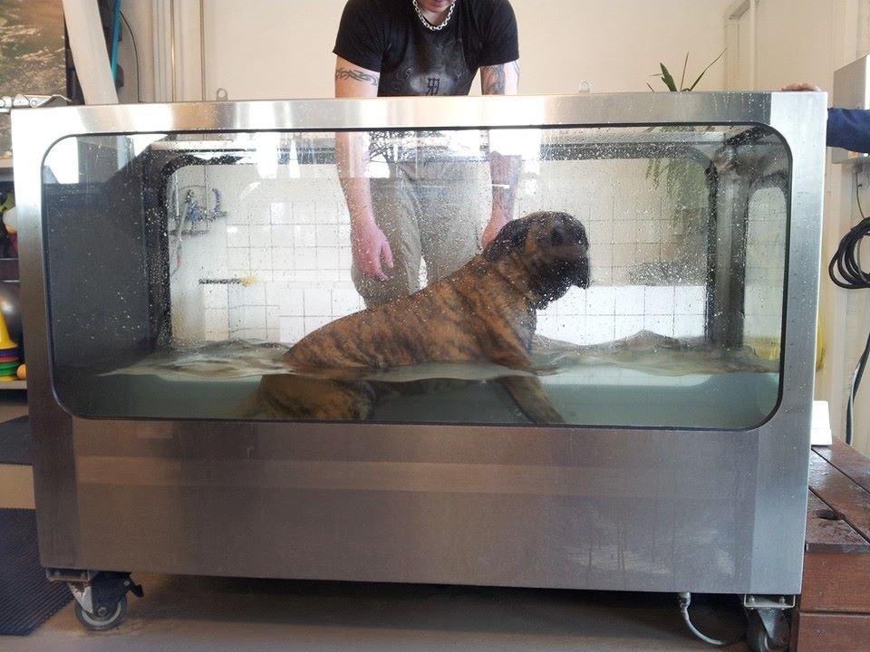 Dogo canario Fuerza bull ARIKO - Kyllingen prøver waterwalk billede 11