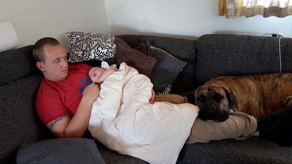 Dogo canario Fuerza bull ARIKO billede 12