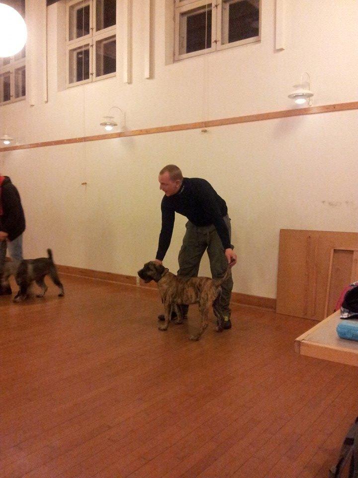 Dogo canario Fuerza bull ARIKO - Til ringtræning, husker slet ikke han har været så lille billede 13