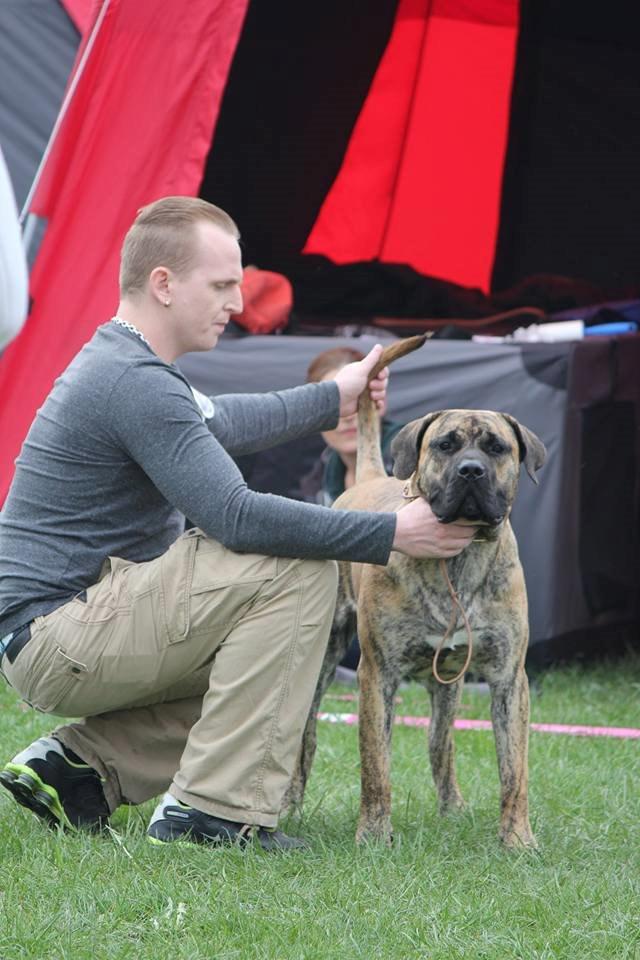 Dogo canario Fuerza bull ARIKO billede 16