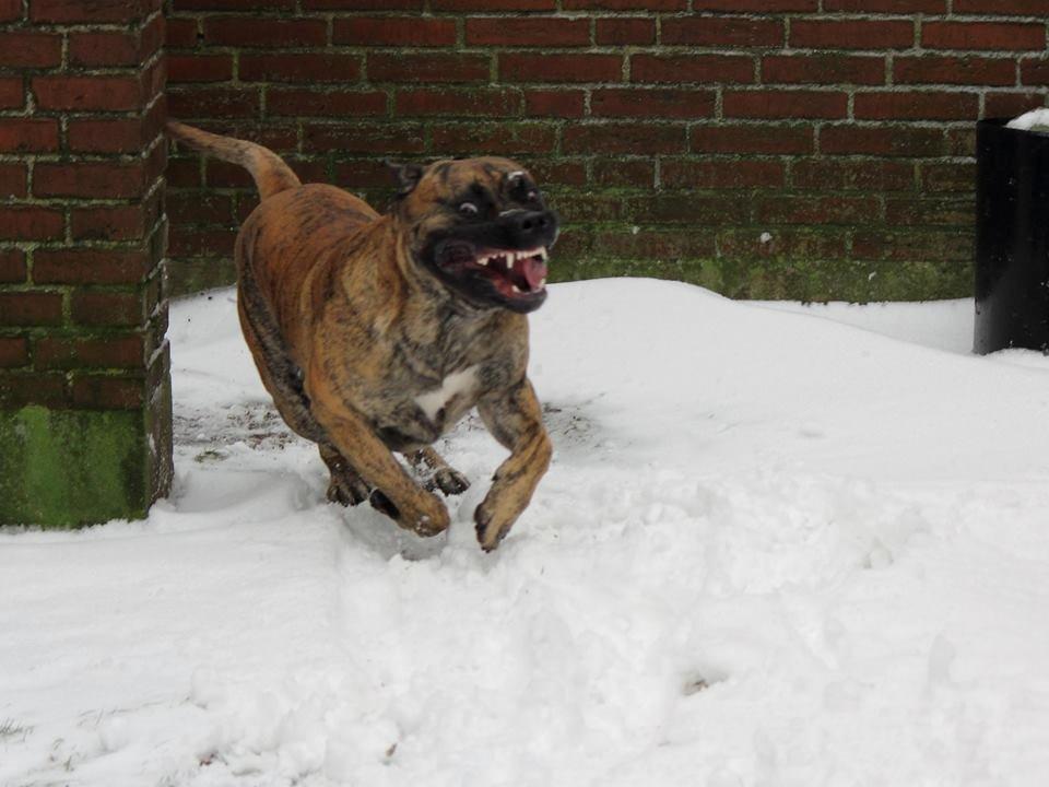 Dogo canario Fuerza bull ARIKO billede 15