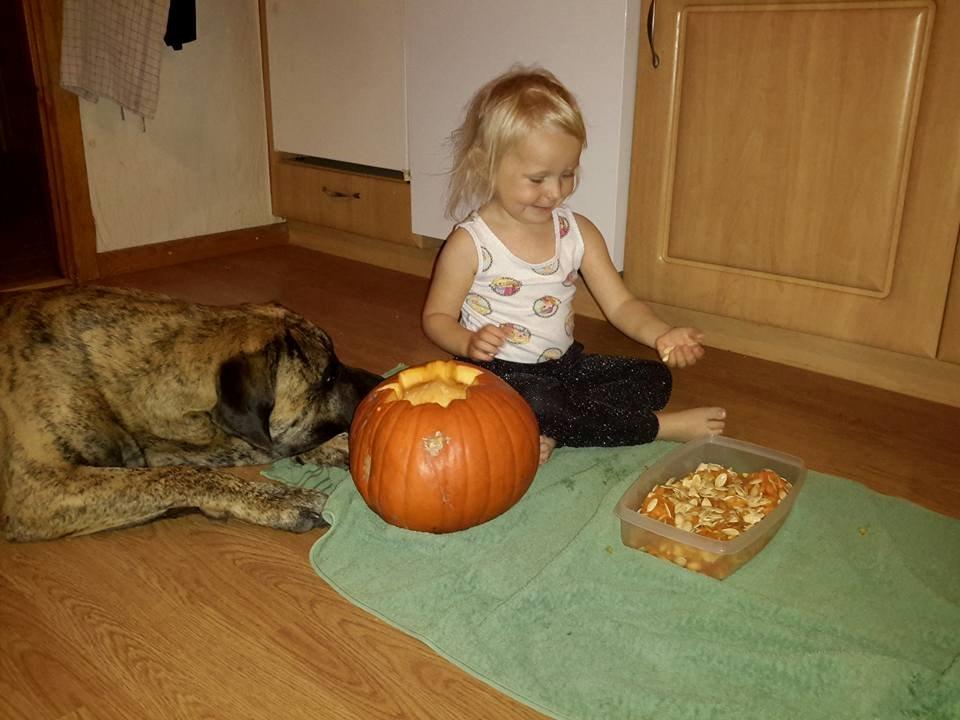 Dogo canario Fuerza bull ARIKO - Hjælper tøsen med halloween græskaret billede 17