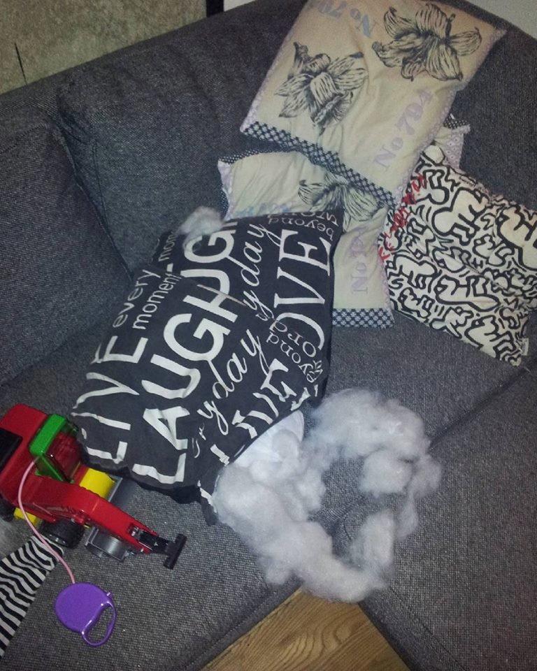 Dogo canario Fuerza bull ARIKO - Hvad man kan lave mens ungerne bliver puttet billede 18