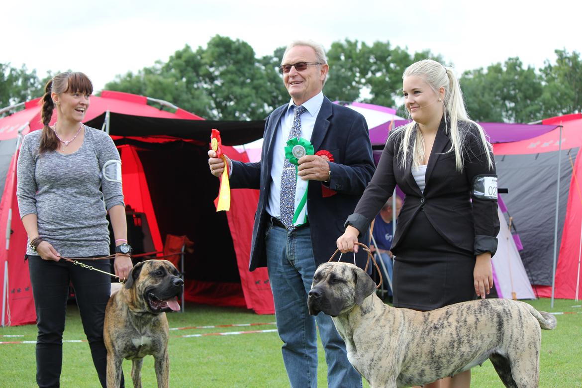 Dogo canario Fuerza bull ARIKO - Varde - BIRHund og kone til venstre i billedet. billede 19