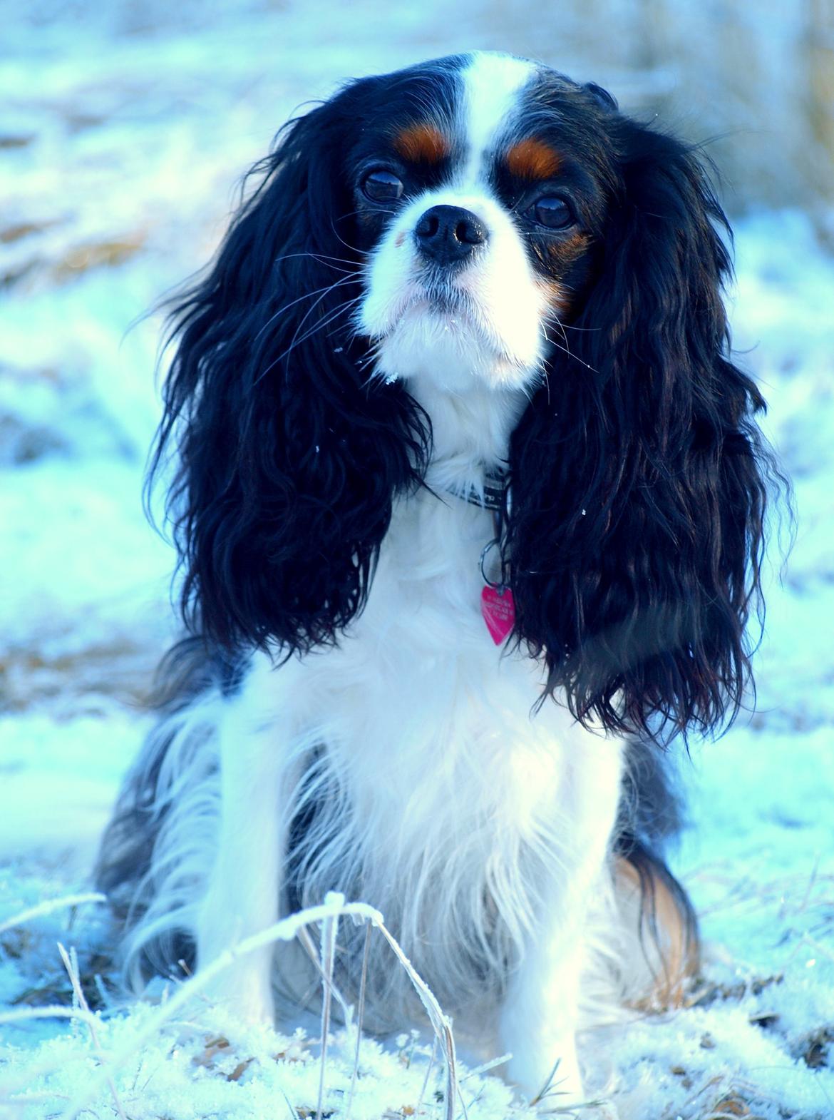 Cavalier king charles spaniel Aya - Aya 3½ år i januar 2016 billede 4