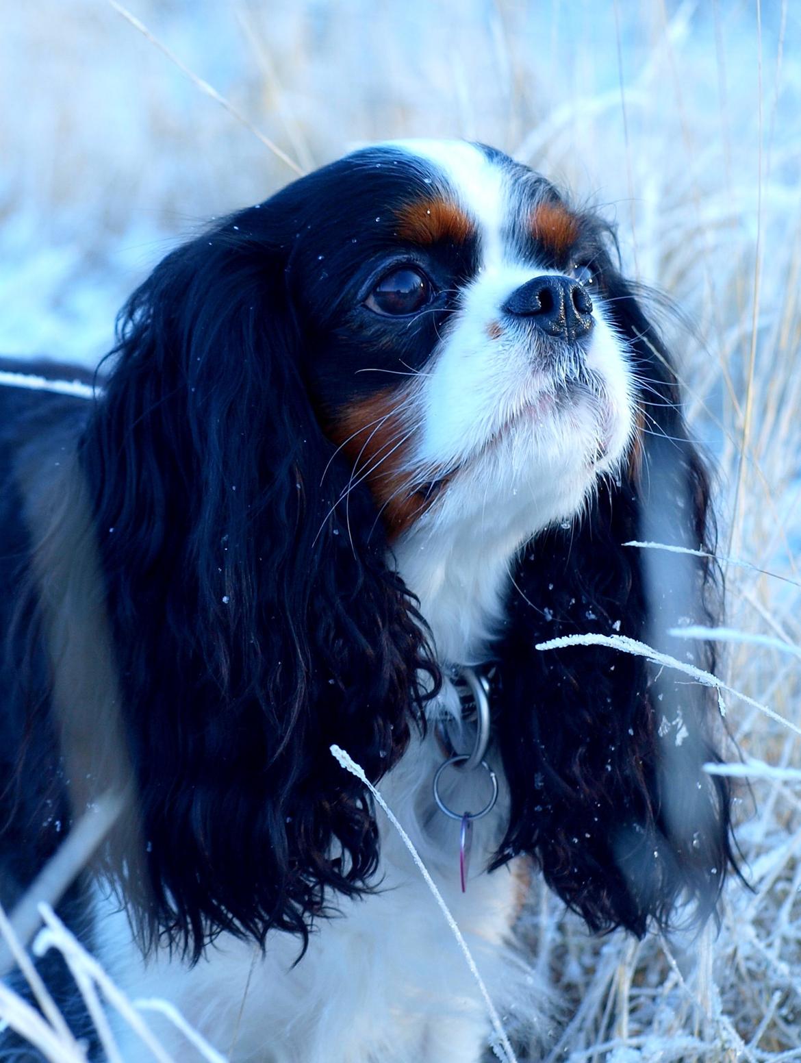 Cavalier king charles spaniel Aya - <3 <3 billede 14