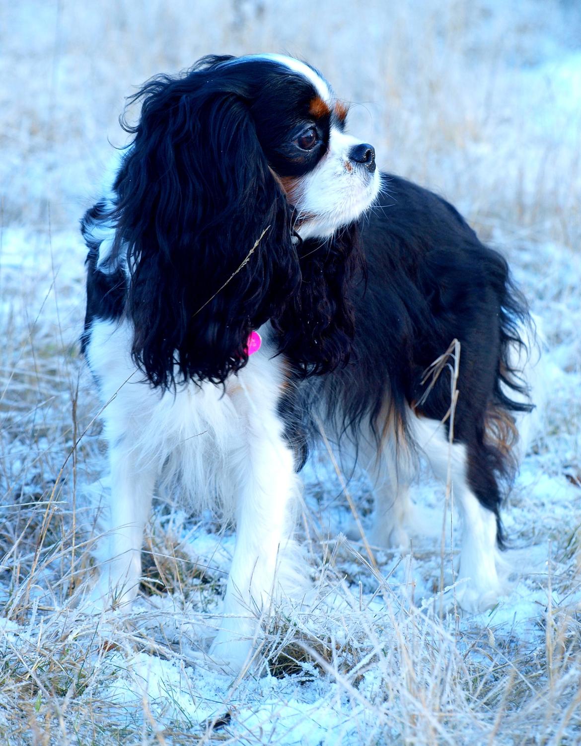 Cavalier king charles spaniel Aya - Aya 3½ år i januar 2016 billede 9